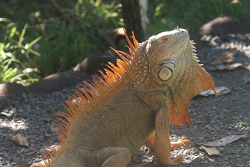 Iguana